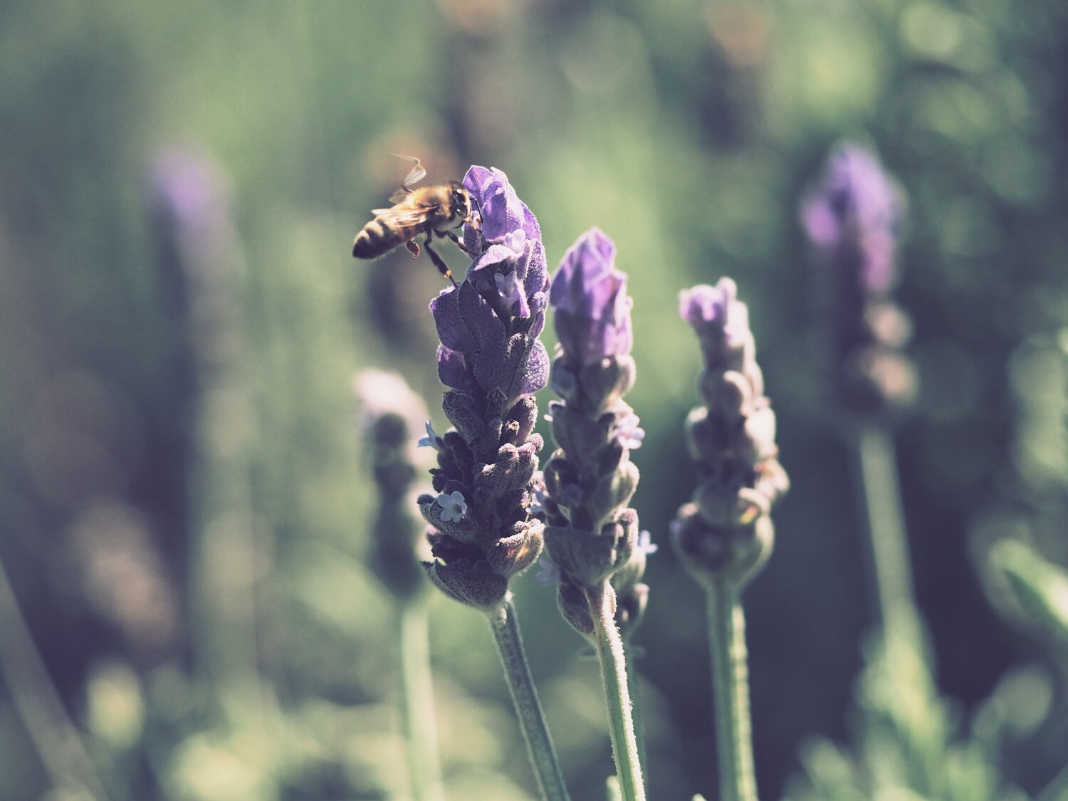 Honey Bee on Lavender Plant