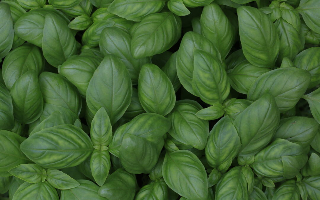 How to Grow Basil