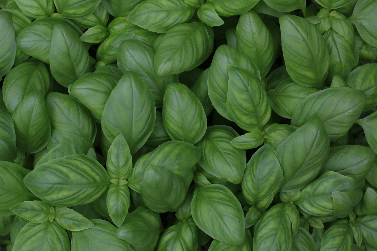 Growing Basil