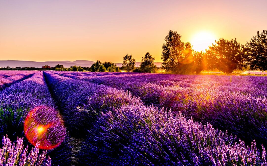 Lovely Lavender