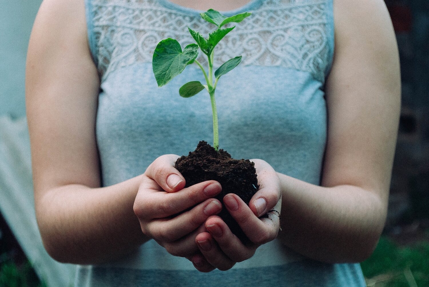 Person Holding Plant in Soil