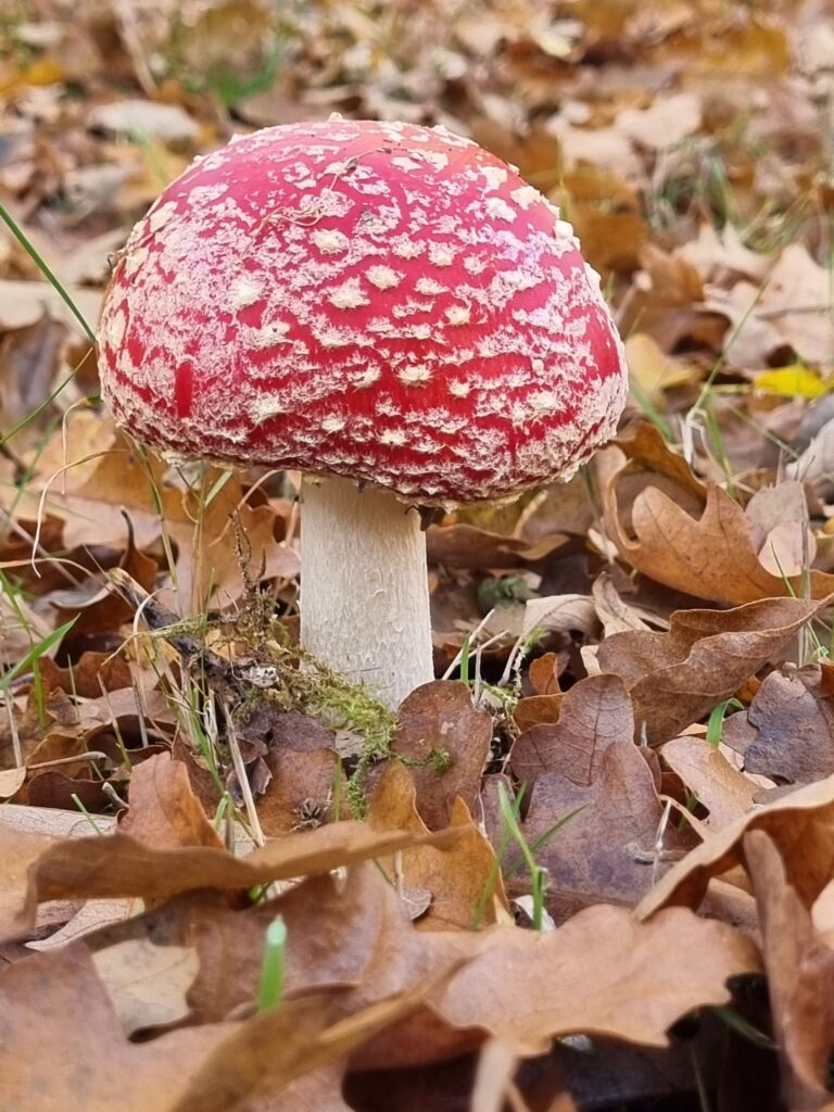 fly agaric red and white mushroom in leaves