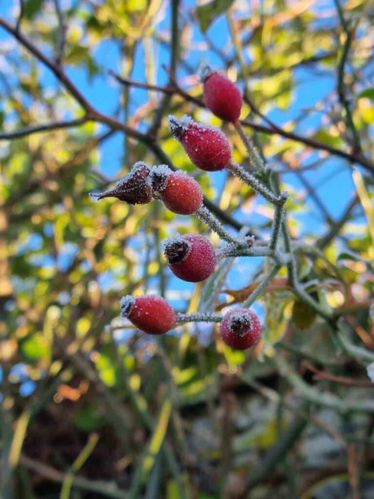 Rose hips covered in frost