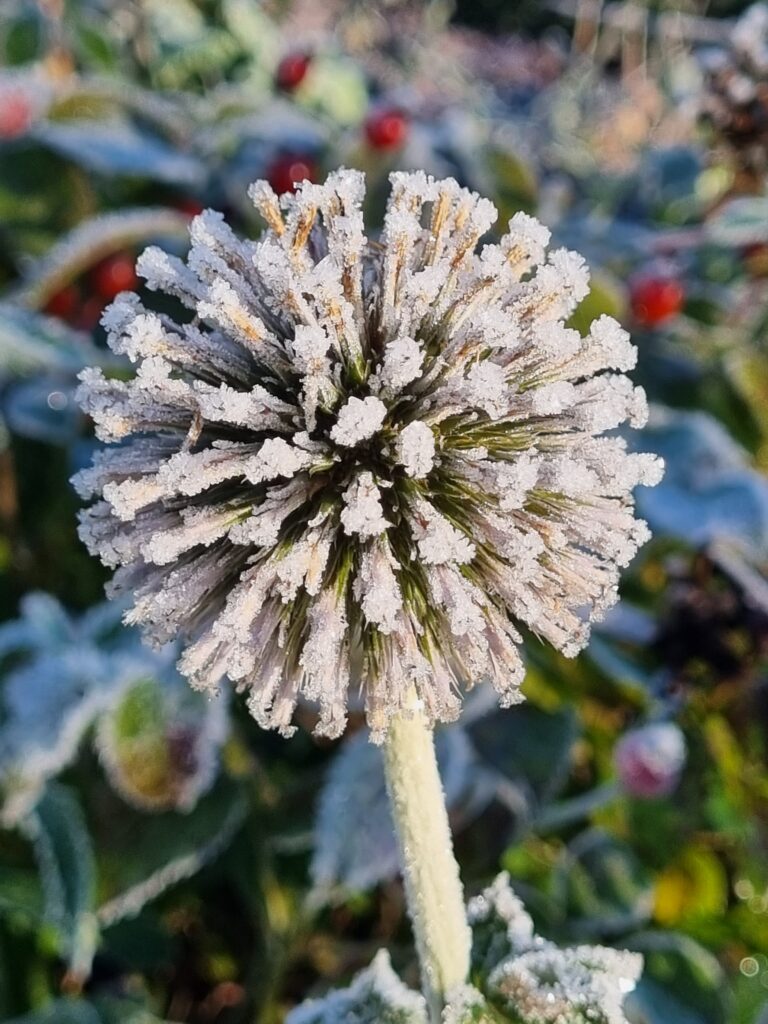 Echinops or Globe Thistle covered in frost