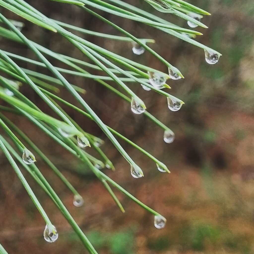 Water Drops on Pine Needles