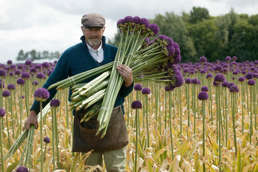 Allium Farmer