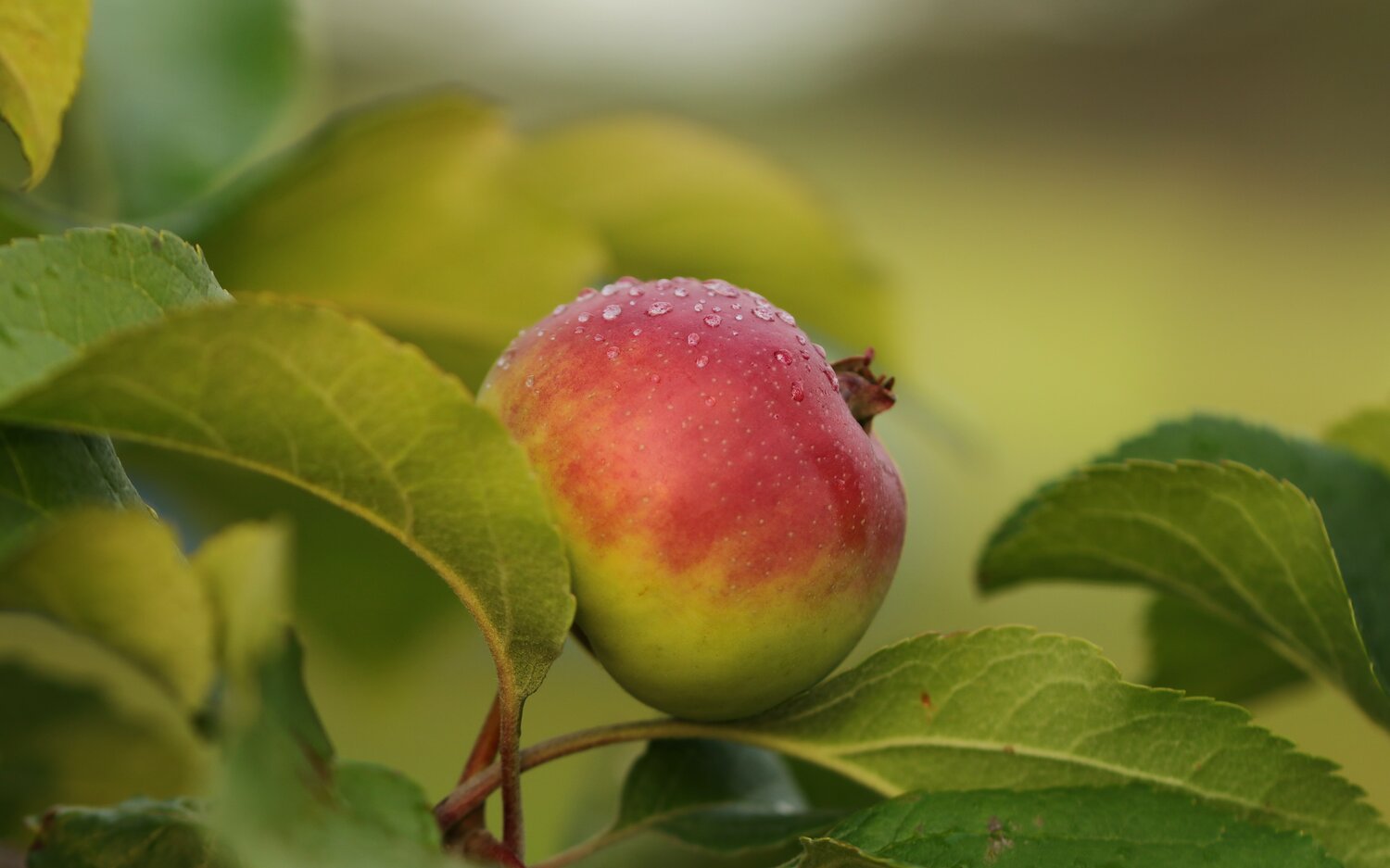 Apple on a Tree in leaf, Rosy red and green apple