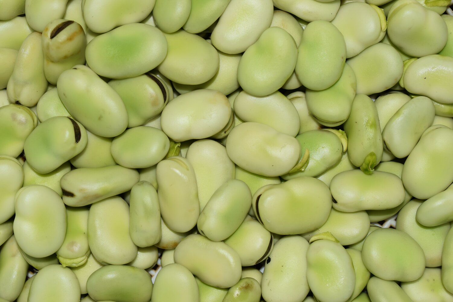 Photo of Broad Beans