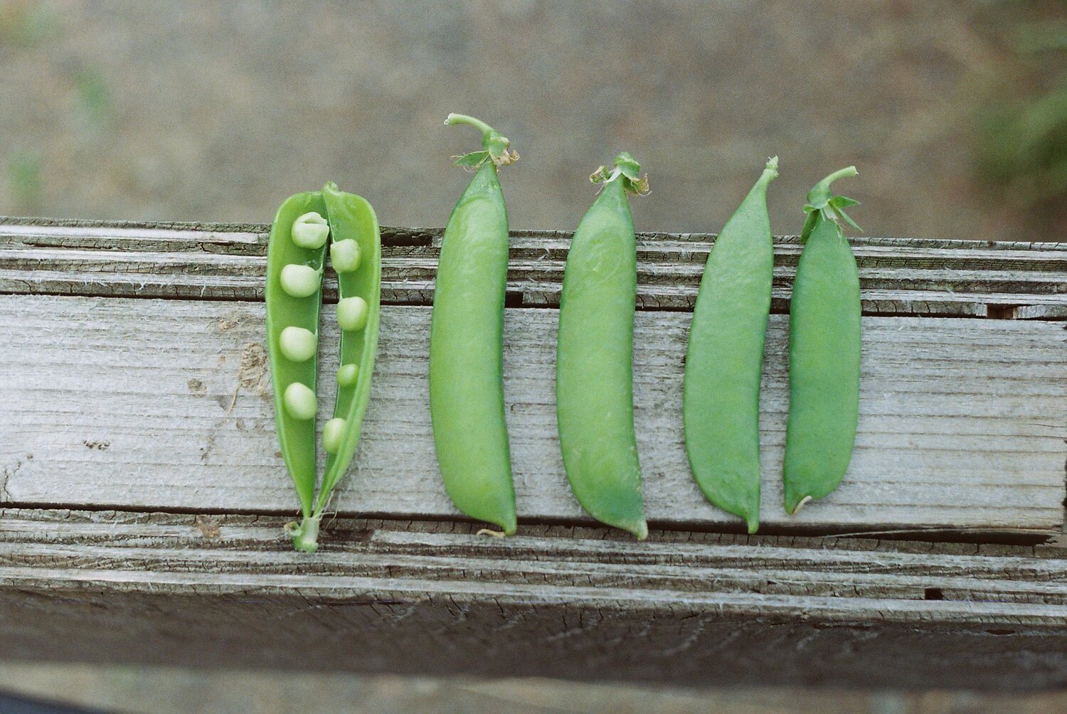 Peas in a pod