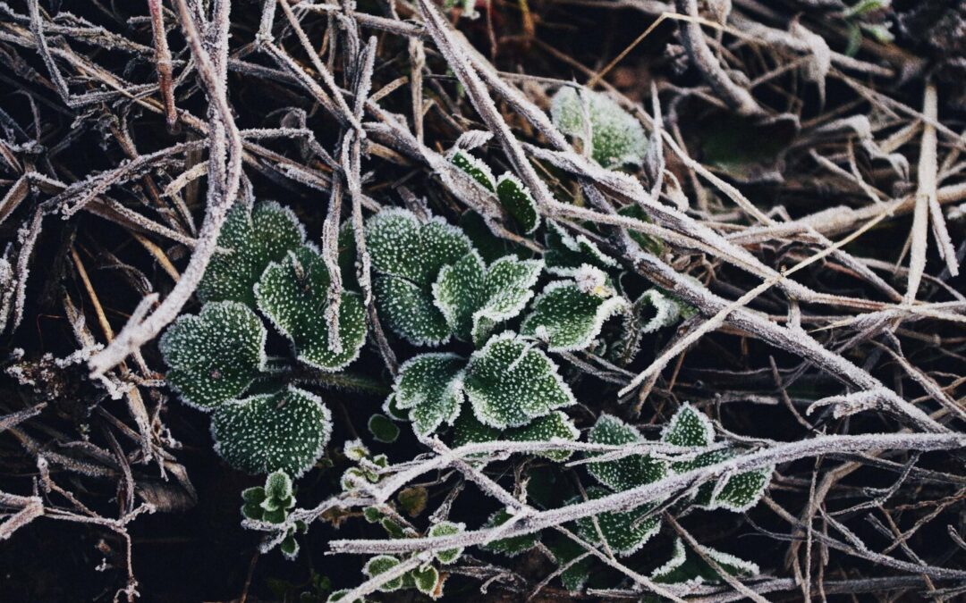 Preparing Your Soil For Winter