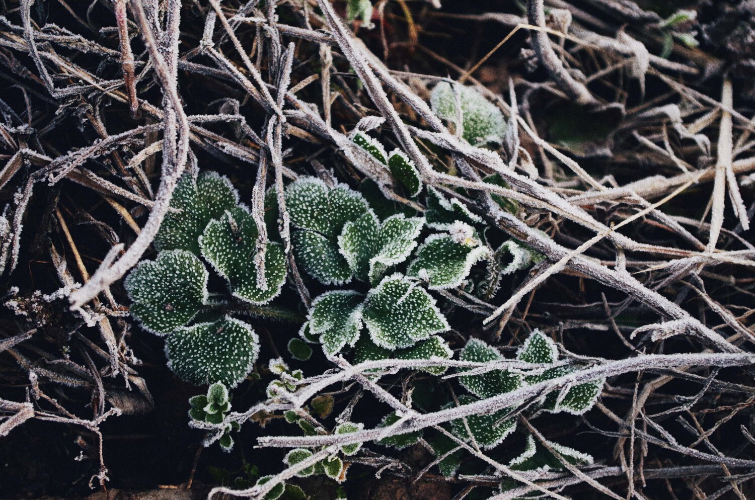 Frost on Foliage Preparing soil for winter