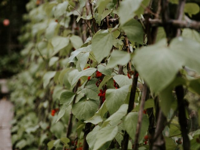 Runner Beans