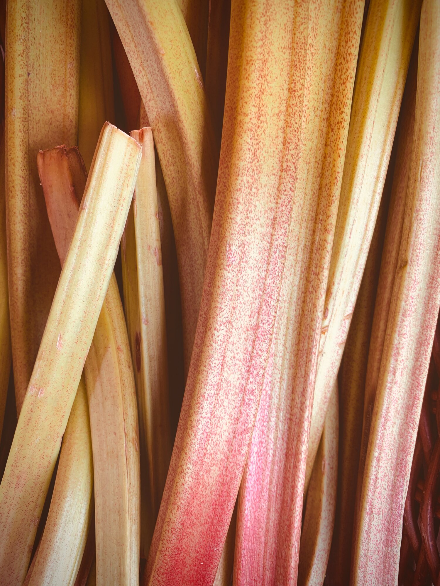 rhubarb