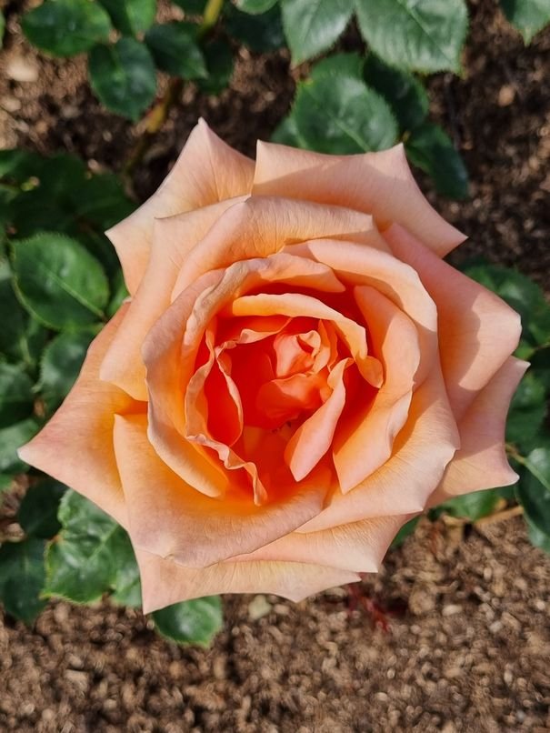 Rose of the year 2020 Sweet Honey