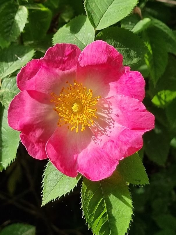 American Pillar Rose