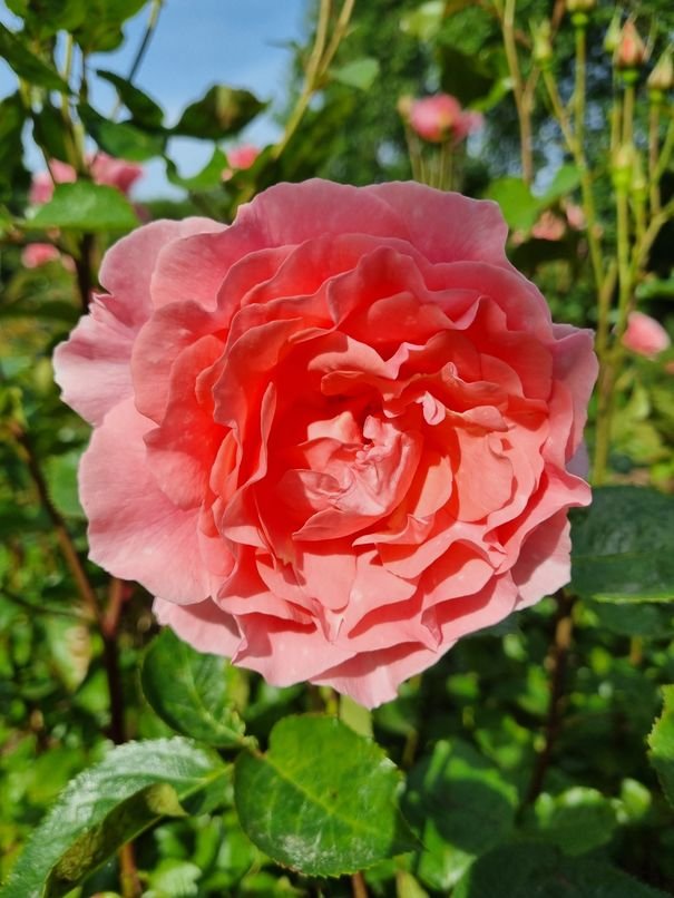 Queen Elizabeth Rose or Tickled Pink Rose