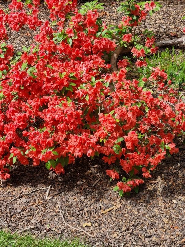 Rhododendron Scarlet Wonder