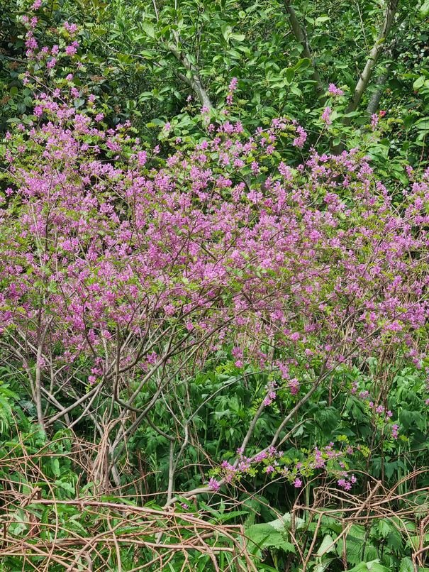 Indigofera Hiumalayensis Silk Road