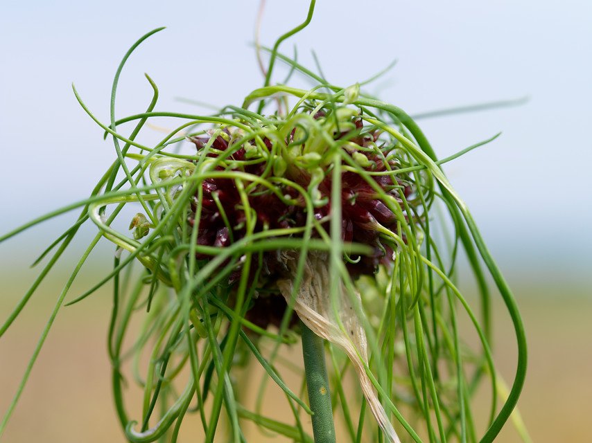 Allium Hair Variety