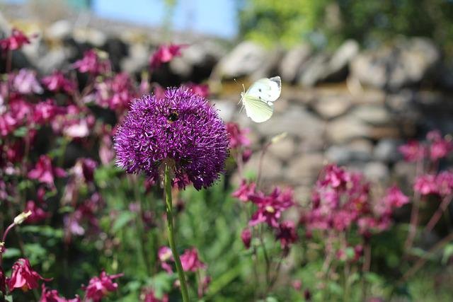 Butterfly on Allium