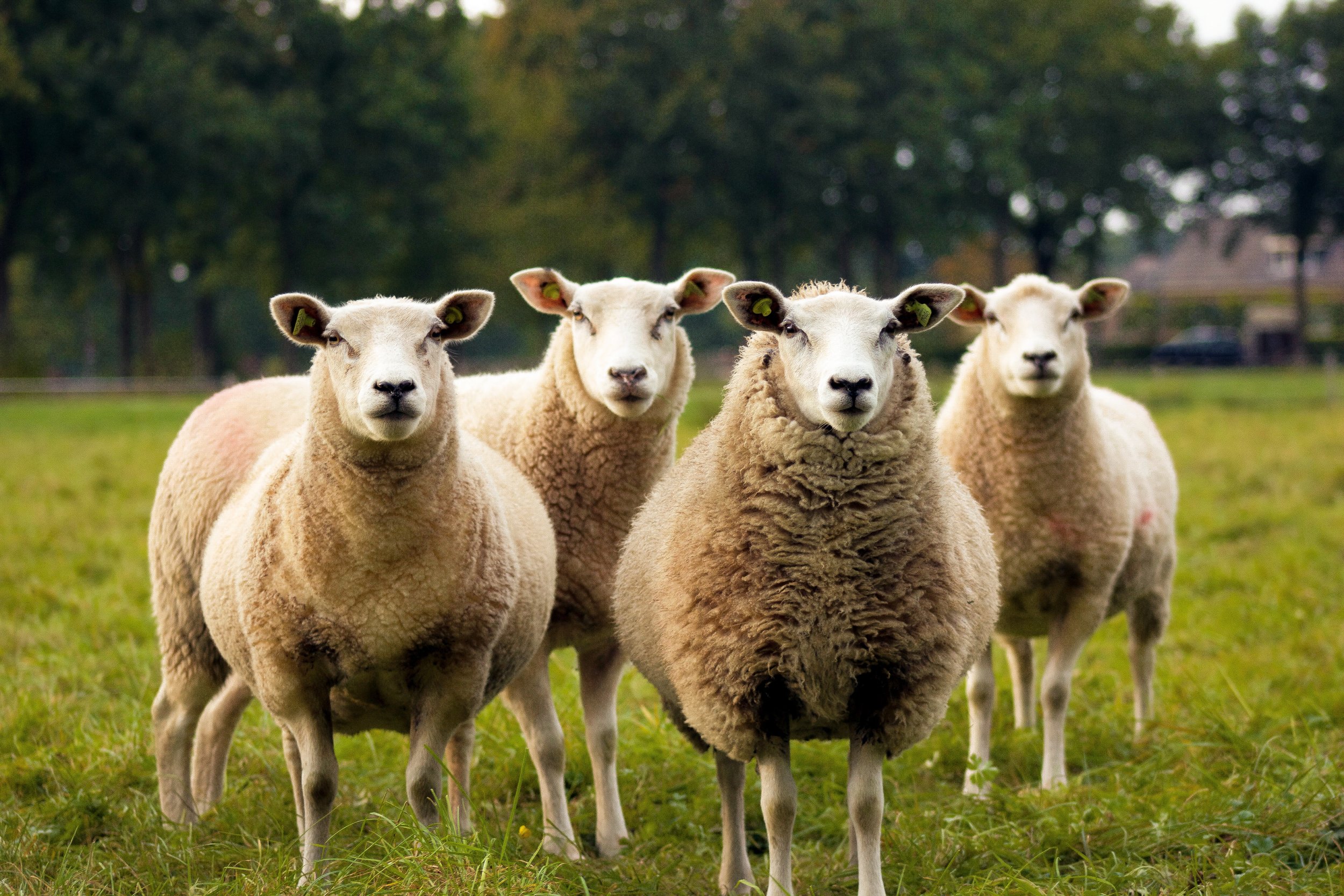 flock of Sheep in a field