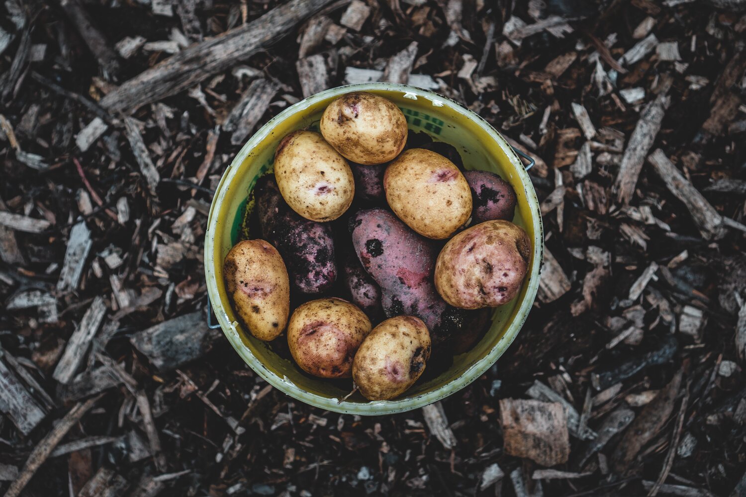 potatoes in a bowl covered in soil