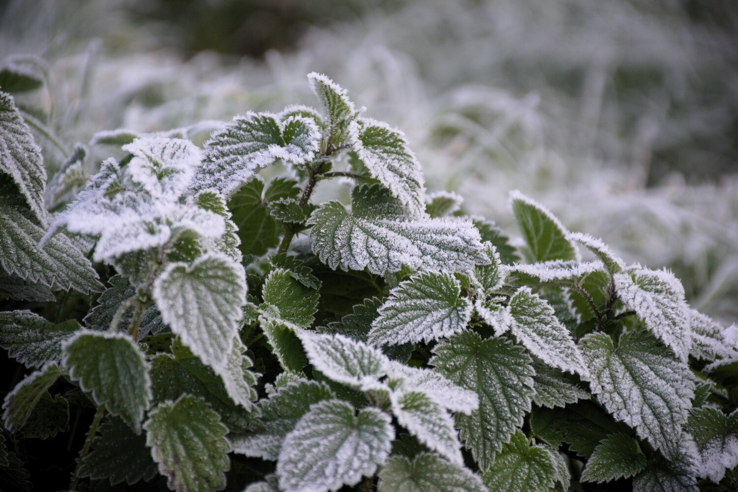 Jobs in January. frost on nettles